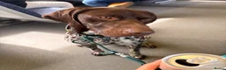 German Shorthaired Pointer dogs for sale: German shorthaired pointer - trained 18m in Gravesend - Advert 3