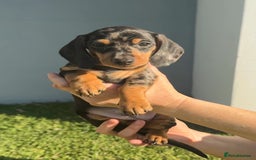 Miniature Dachshund dogs for sale:  litter of miniature dachshunds (smoothhair) - Image 8