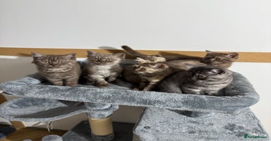 British Shorthair cats - Advert 4