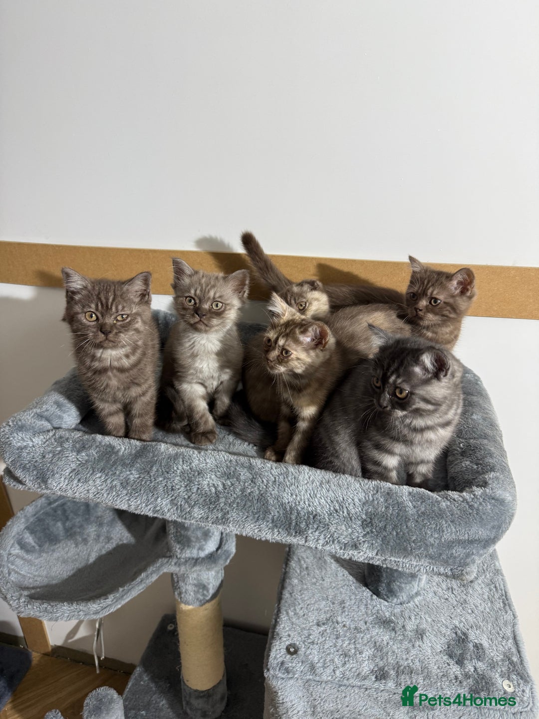 British Shorthair cats for sale: BSH x SF show quality kittens (REDUCED) - Image 4