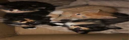 Mixed Breed cats for sale: 3 calico kittens in Wrexham - Advert 12