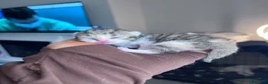 Silver tabby tort female