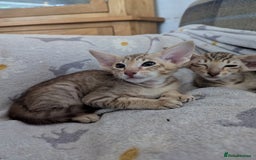 Oriental cats for sale: Stunning chocolate spotty girl - Image 2
