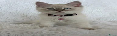 Ragdoll 2