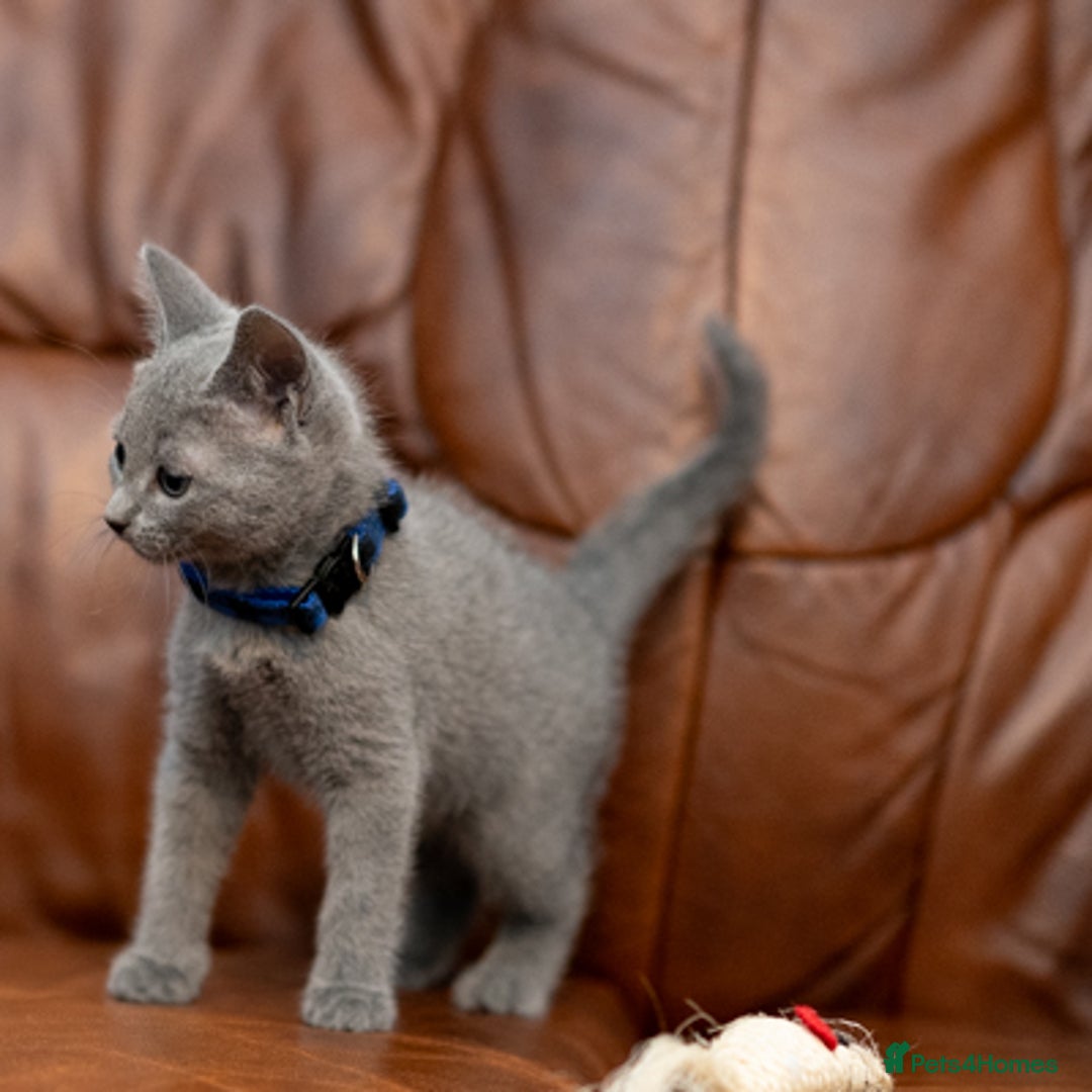 Russian Blue cats for sale: Adorable Russian Blue Kittens TICA  - Image 10