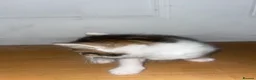 Siberian cats for sale: 3 Siberian Kittens  - Advert 7