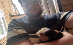 Guinea Pig rodents for sale: 2 x guinea pigs - Image 2