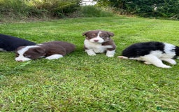 Border Collie dogs for sale: *BORDER COLLIE PUPPIES*⚫️⚪️🟤 - Image 6