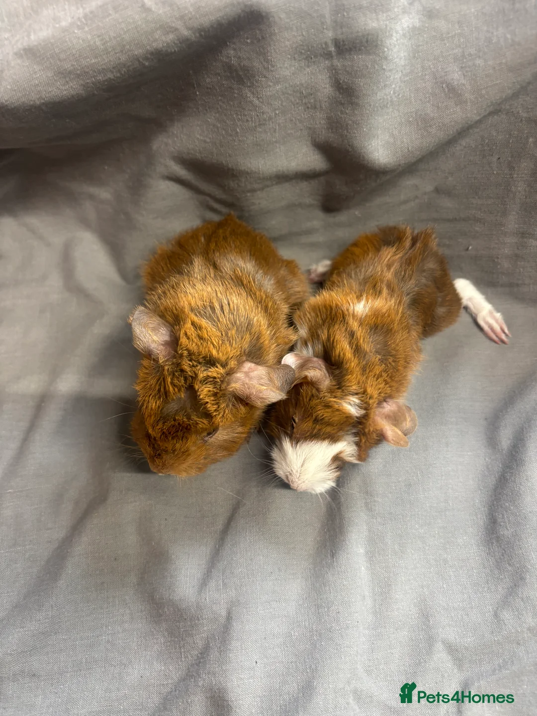 Guinea Pig rodents for sale: Girls ready now  - Advert 4