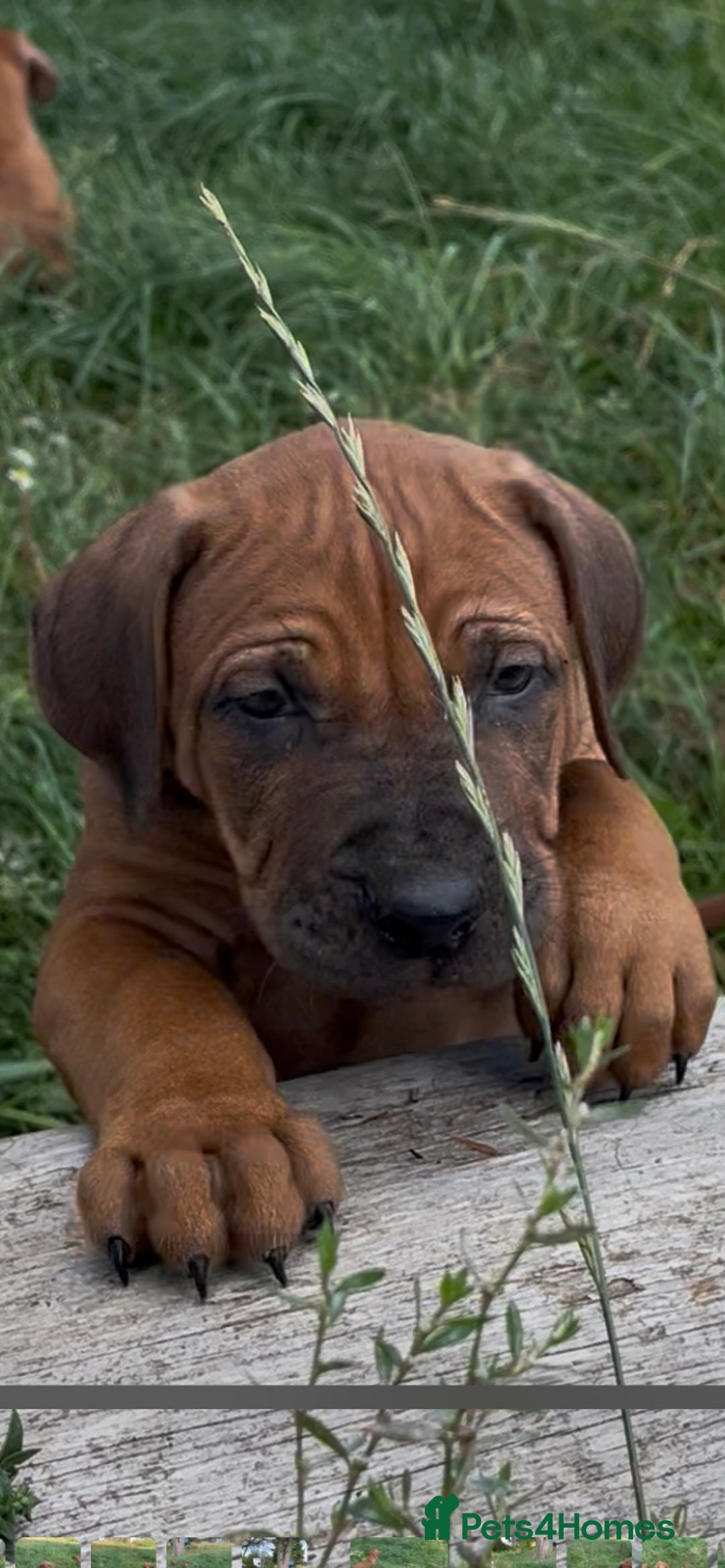 Rhodesian Ridgeback dogs for sale: Exquisite litter Rhodesian Ridgebacks - Image 11