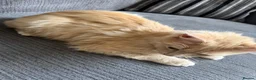 Mixed Breed cats for sale: ragdoll kitten  in Bradford - Advert 8