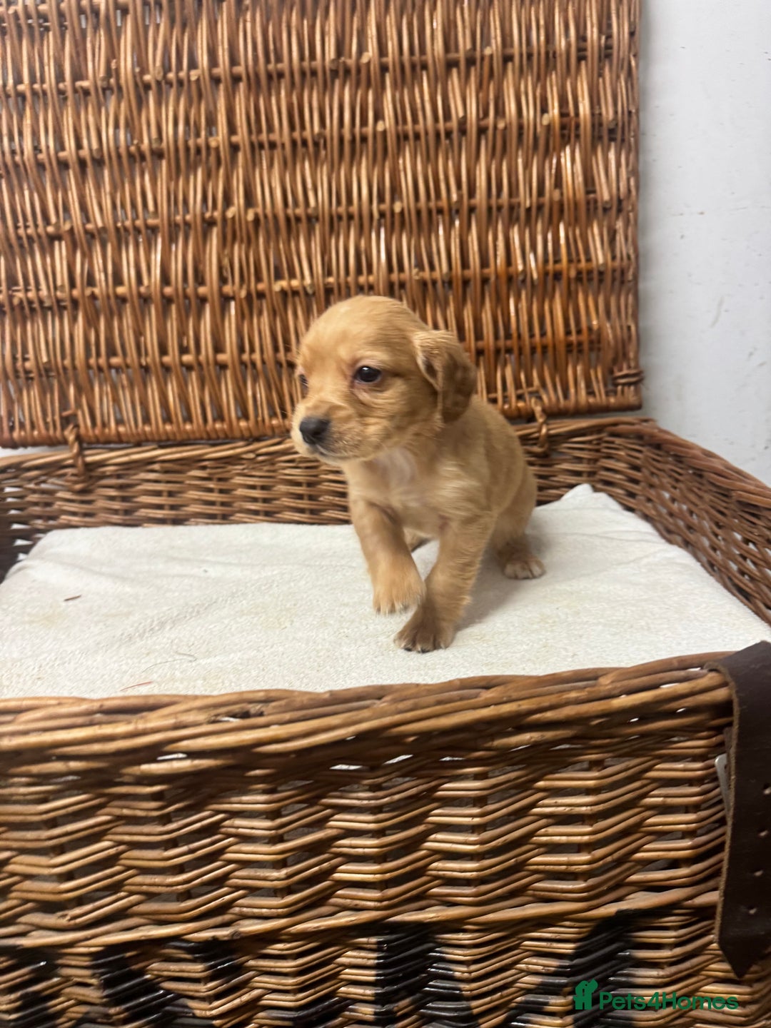Cocker Spaniel dogs for sale: Fully DNA health tested cocker spaniel puppies - Advert 14