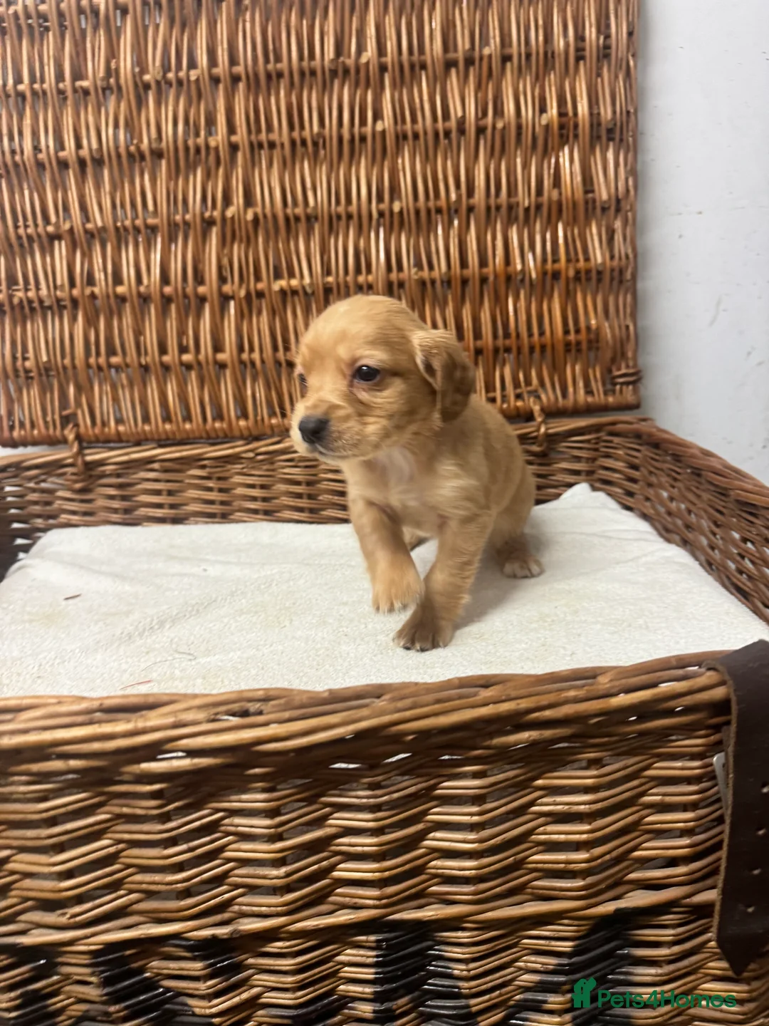 Cocker Spaniel dogs for sale: Fully DNA health tested cocker spaniel puppies - Advert 14