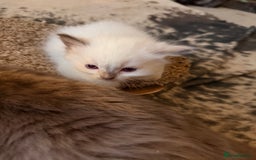 Ragdoll cats for sale: Beautiful Dolls  - Advert 5