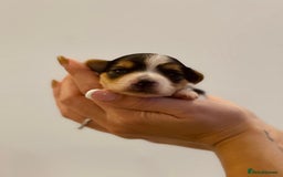 Yorkshire Terrier dogs for sale: Yorkshire Terrier Biewer  - Image 2