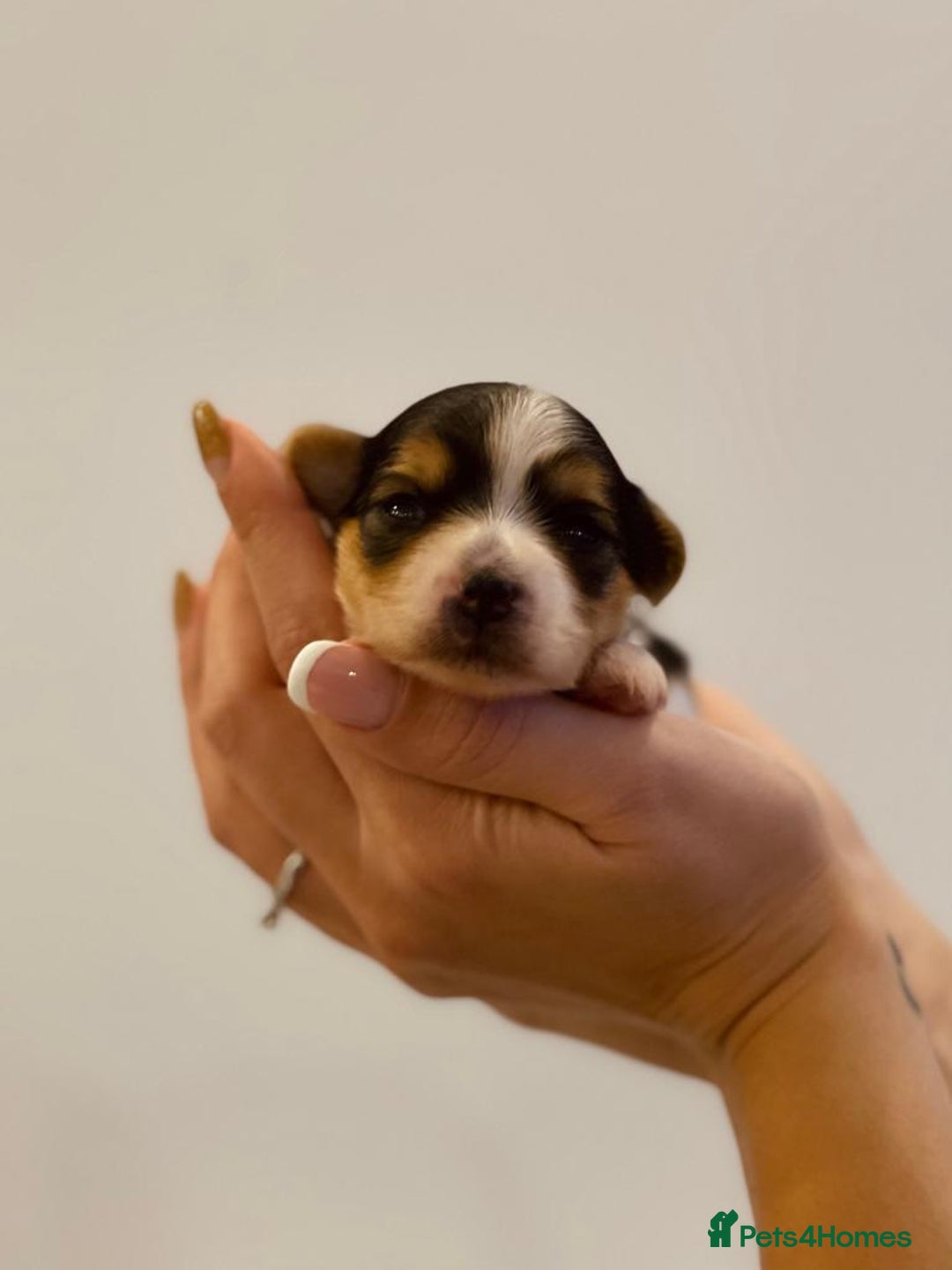 Yorkshire Terrier dogs for sale: Yorkshire Terrier Biewer  - Image 2