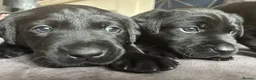 Labrador Retriever dogs for sale: Stunning litter of KC black labradors - Advert 11