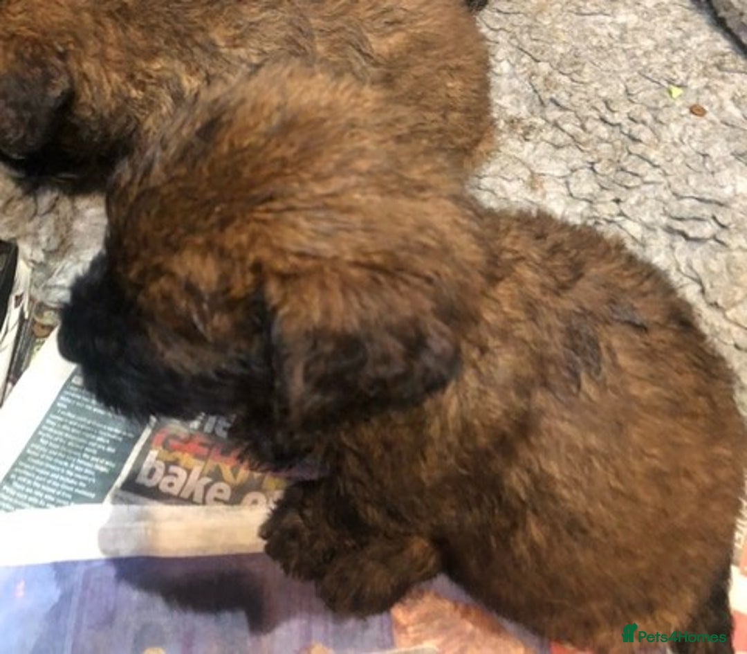 Briard dogs for sale: BEAUTIFUL Briard Female Puppies - Advert 2
