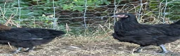Chickens poultry for sale: French Moran/pekin bantam  - Advert 10