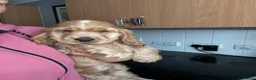 Cocker Spaniel dogs for sale: 1 SHOW stunning true to the type show cocker 🐶  - Advert 6