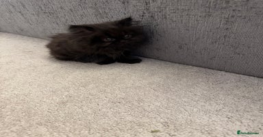 Persian cats - Advert 11
