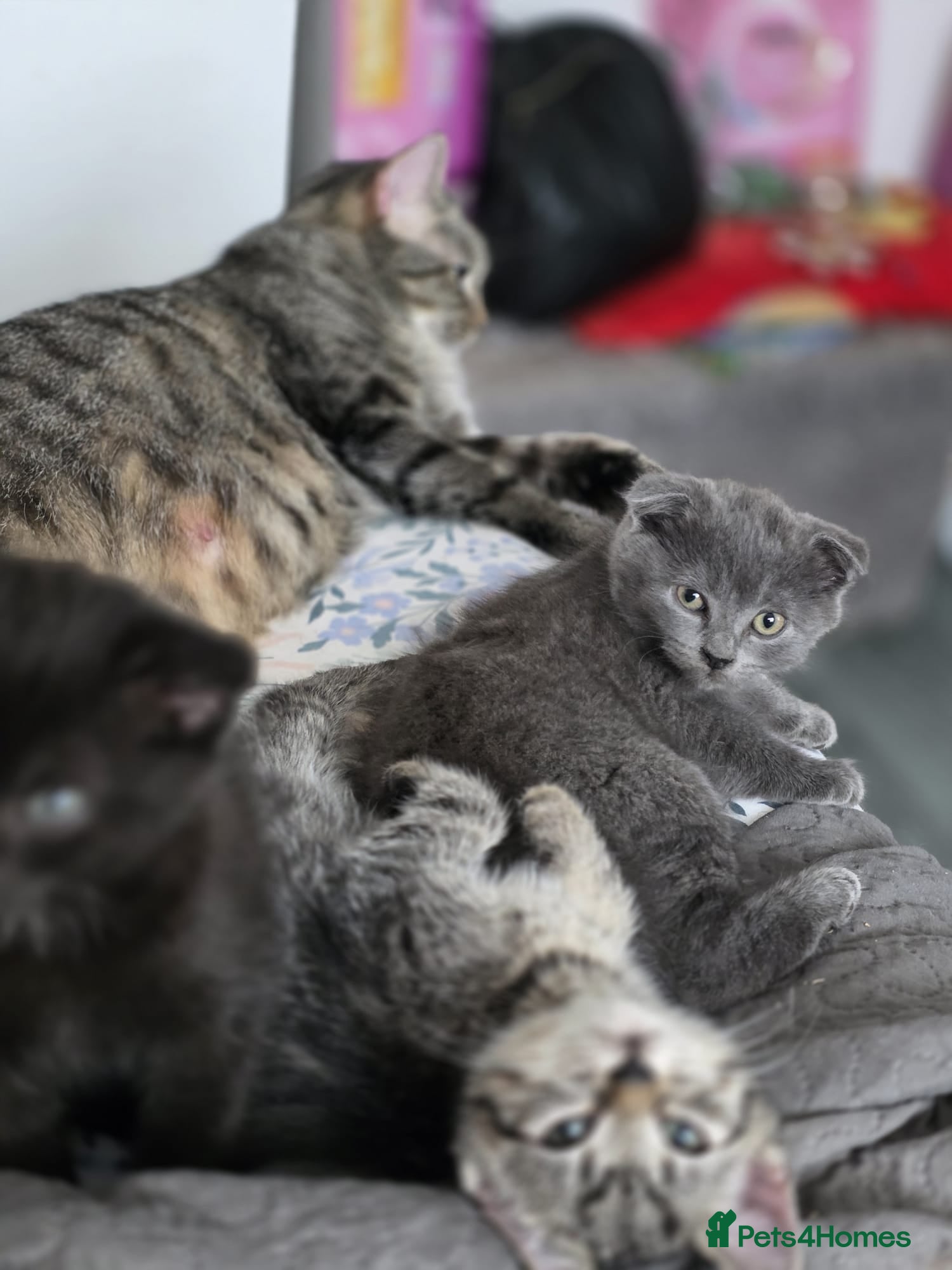 Mixed Breed cats Adorable Kittens Ready for New Homes 🐾 - Advert 1