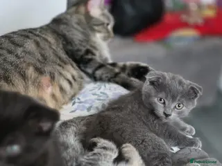 Mixed Breed cats for sale: Adorable Kittens Ready for New Homes 🐾 - Advert 1