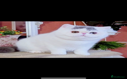 Exotic cats for sale: (Rare odd eye bicolours)🏆Exceptional. - Image 18