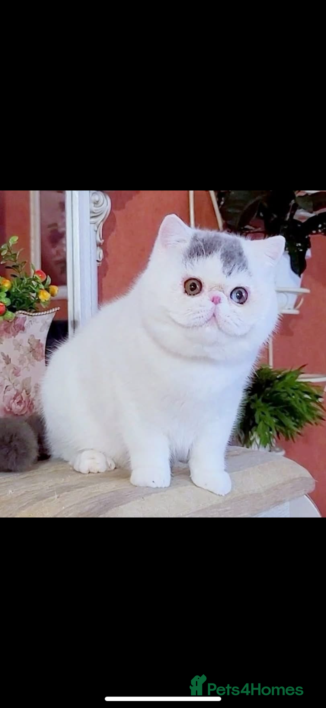 Exotic cats for sale: (Rare odd eye bicolours)🏆Exceptional. - Image 18