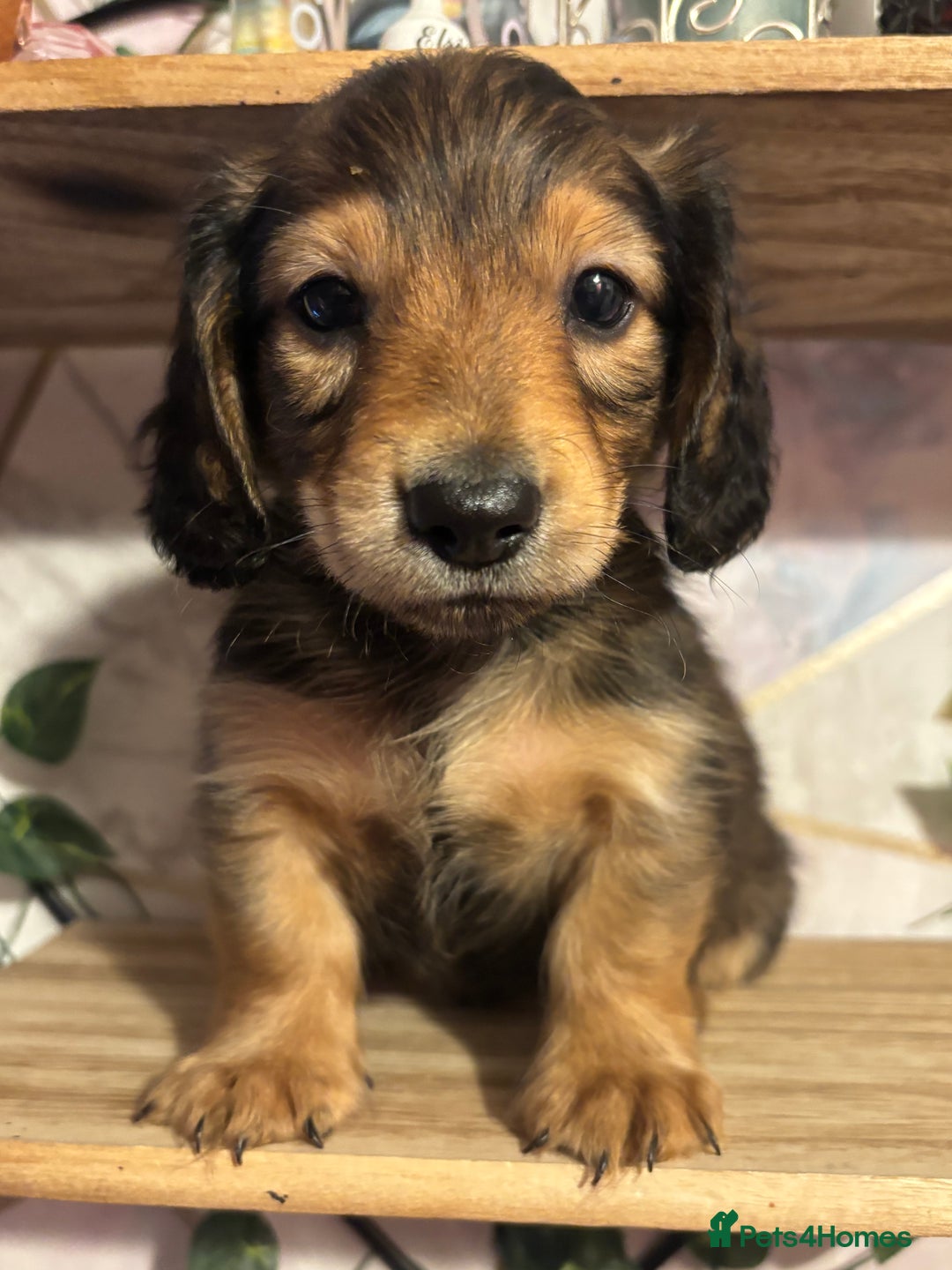 Miniature Dachshund dogs for sale: Here at Powells paws we have a beautiful litter. - Advert 3