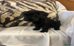 Cockapoo dogs for sale: F1 Cockapoos ready🩷 - Image 5