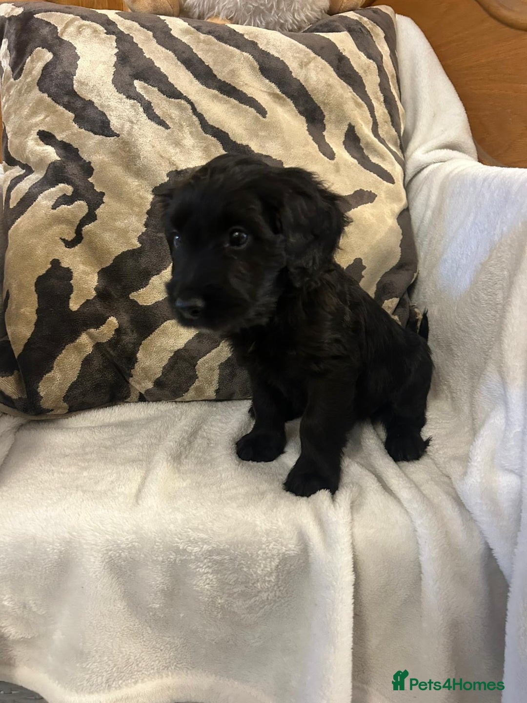 Cockapoo dogs for sale: F1 Cockapoos ready🩷 - Image 5