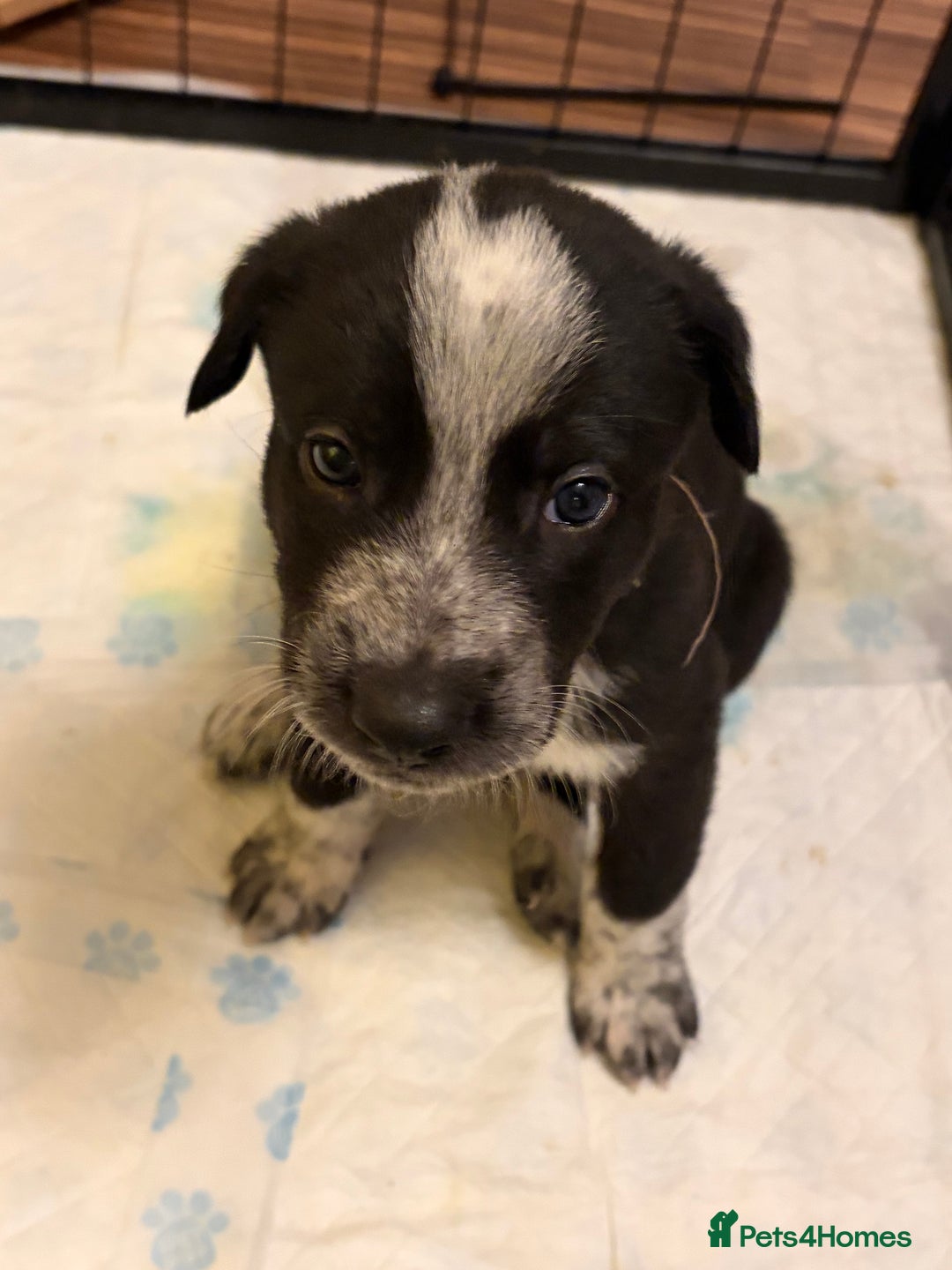 Mixed Breed dogs for sale: 8 beautiful pups for sale - Advert 29