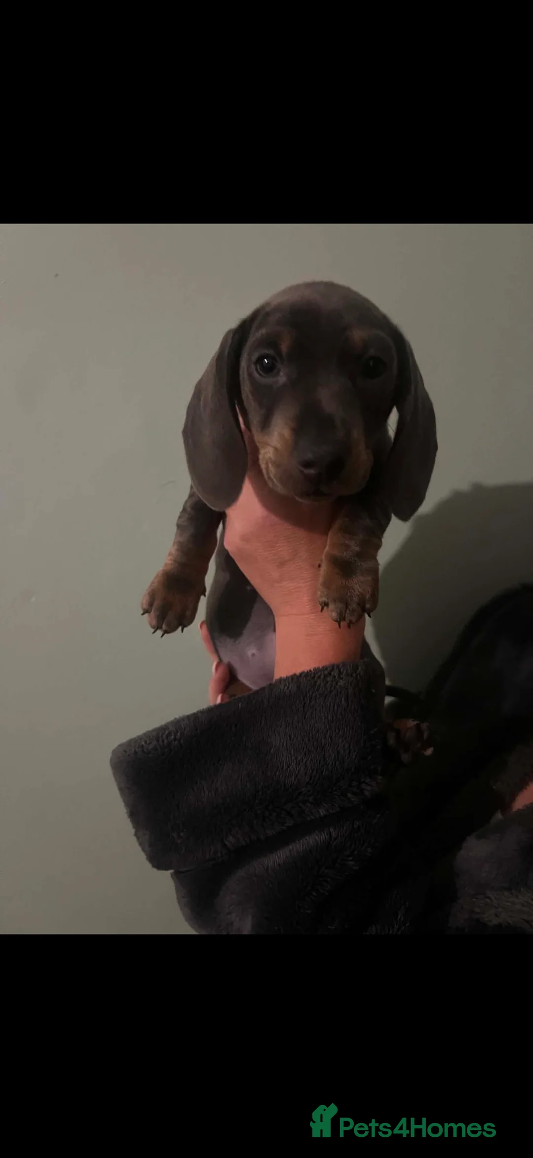 Miniature Dachshund dogs for sale: Miniature dashcund puppies  - Advert 2