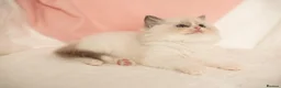Ragdoll cats for sale: Elite TICA Kittens – Champion Bloodlines - Advert 33