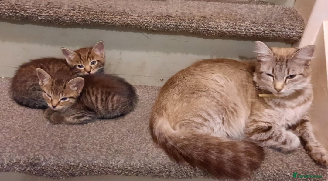 Mixed Breed cats for sale: Adorable kitten's  - Image 17