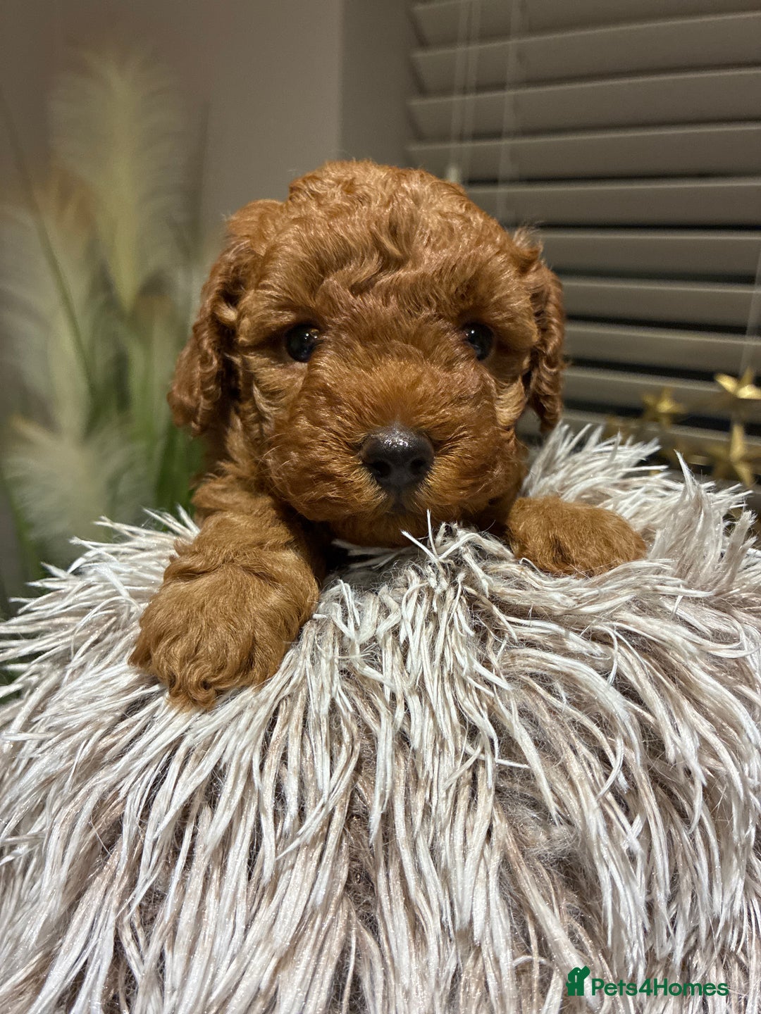 Toy Poodle dogs for sale: 5* Champion Bloodline  Asian Toy Poodles - Advert 19