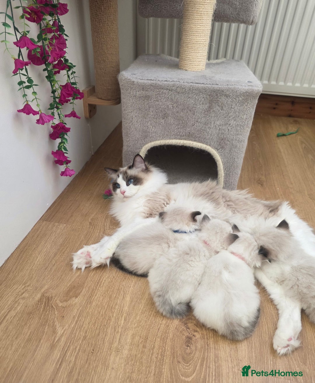 Ragdoll cats for sale: 💕GCCF registered ragdoll kittens💕 - Advert 4