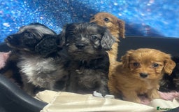 Cavapoo dogs for sale: F1 cavapoo puppies 🐶 🩵💜 - Image 19