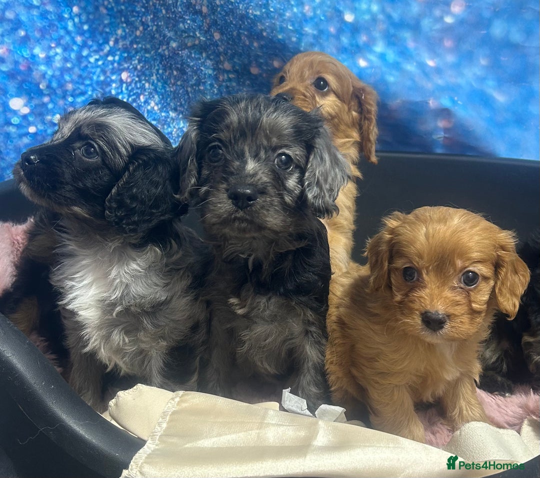 Cavapoo dogs for sale: F1 cavapoo puppies 🐶 🩵💜 - Image 19