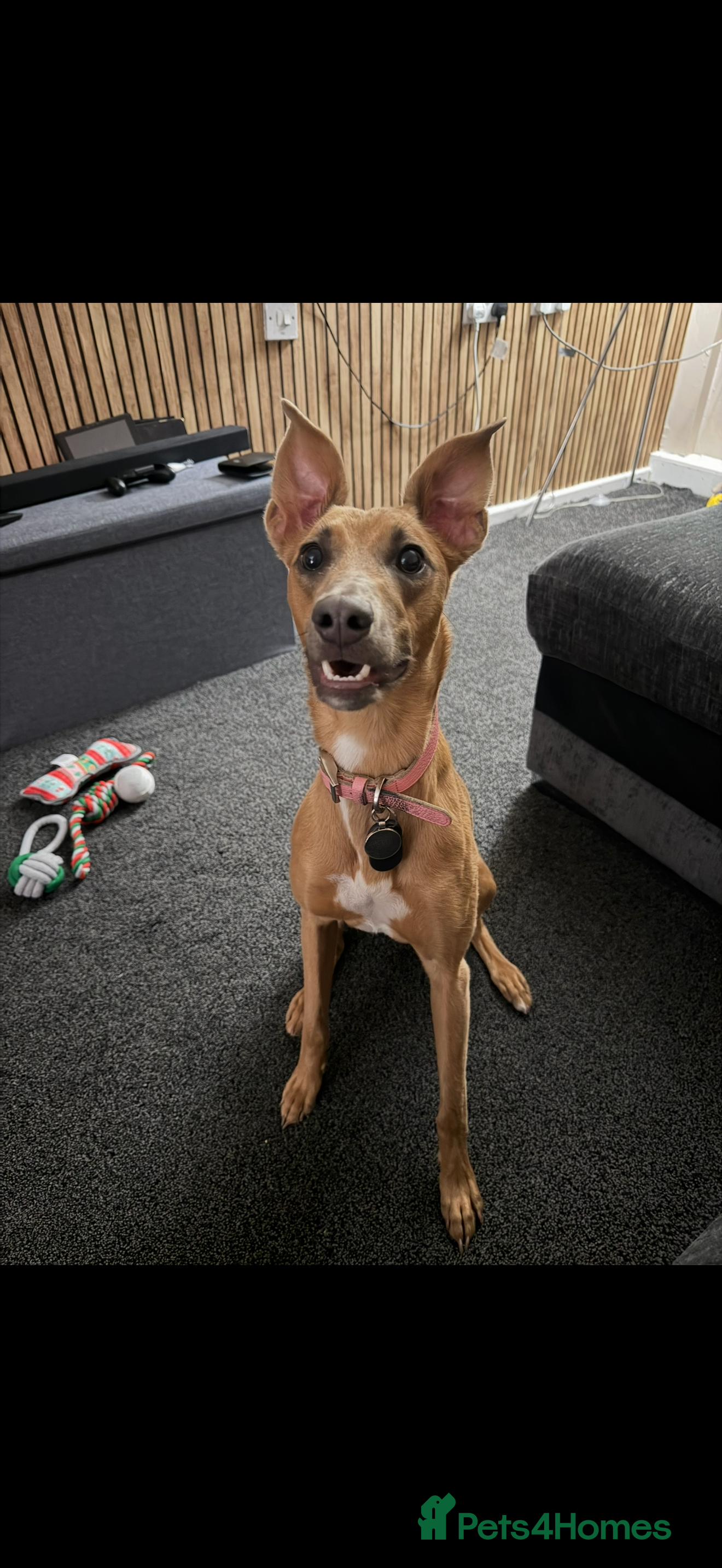 Whippet dogs Female whippet cross - Advert 2