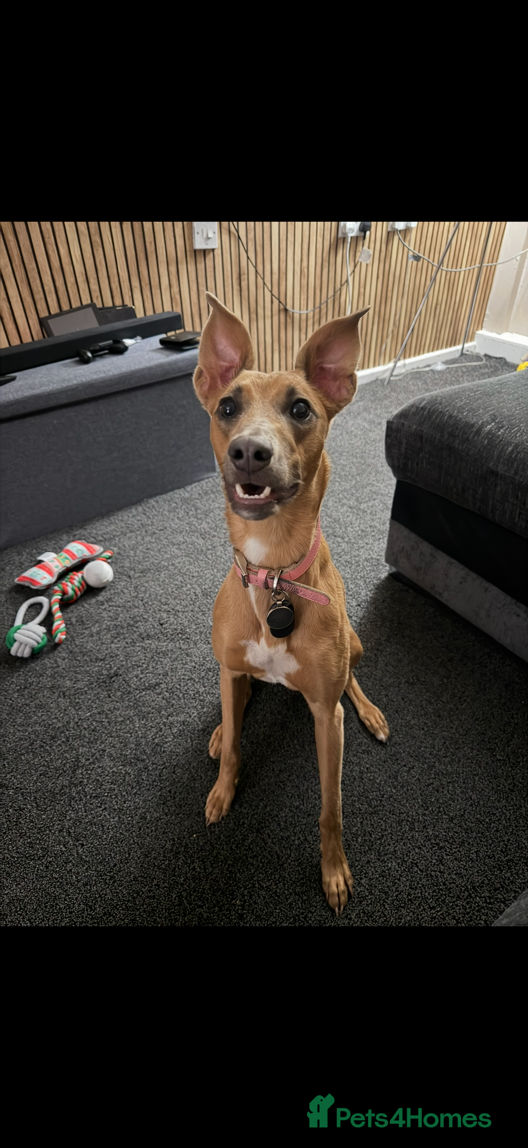 Whippet dogs for sale: Female whippet cross - Advert 1