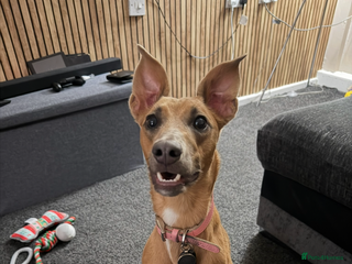 Whippet dogs Female whippet cross - Advert 16