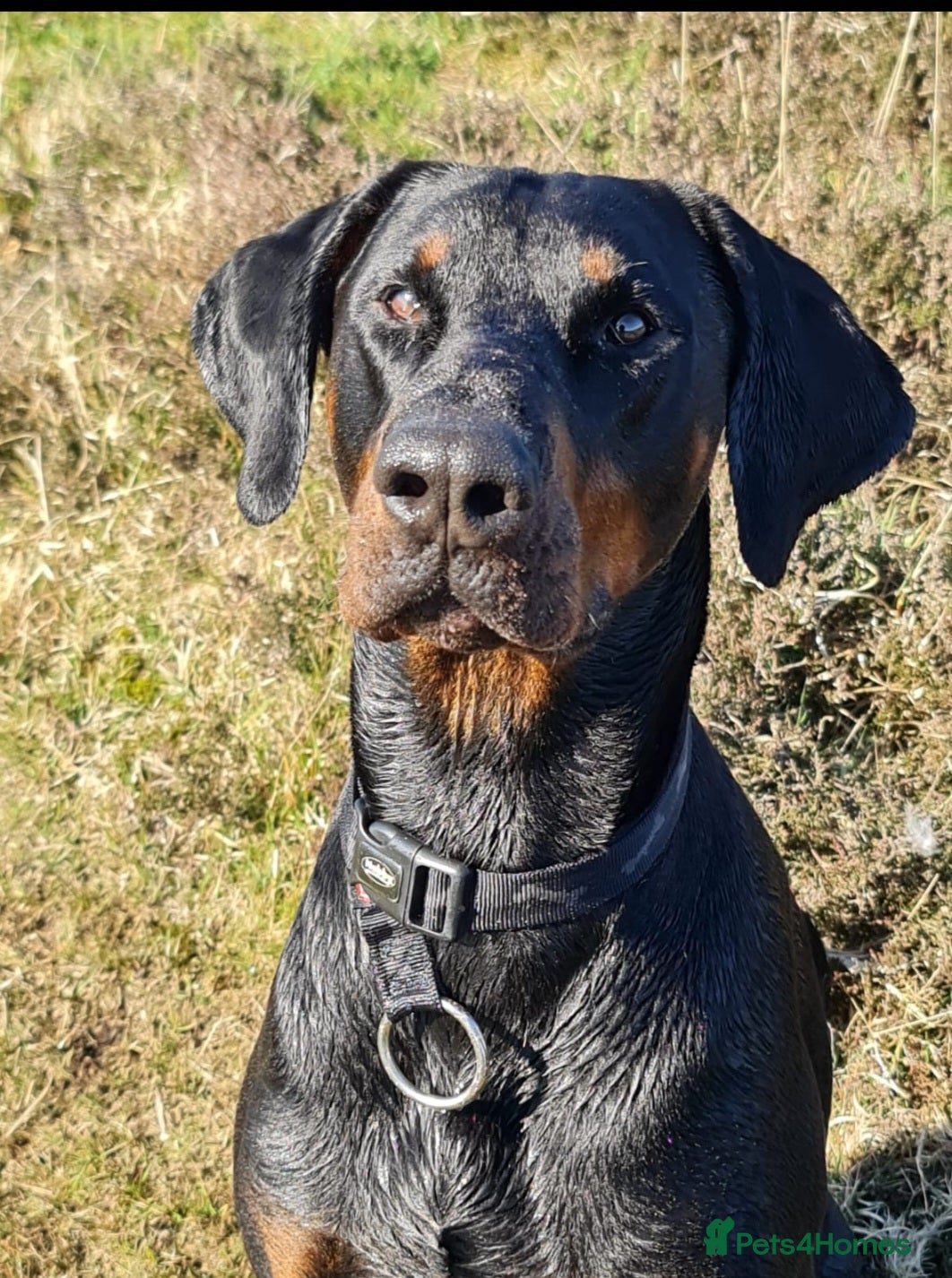 Dobermann dogs Gorgeous Full European Black & Tan Doberman in New Milton - Advert 1