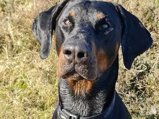 Dobermann dogs Gorgeous Full European Black & Tan Doberman in New Milton - Advert 2