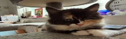 Mixed Breed cats for sale: Beautiful mixed-breed kittens! - Advert 4