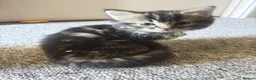 Mixed Breed cats for sale: 3 Kittens ready for their forever homes  in Swindon - Advert 5