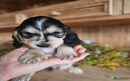 Cocker Spaniel dogs for sale: KC show cocker spaniel puppies - Image 15