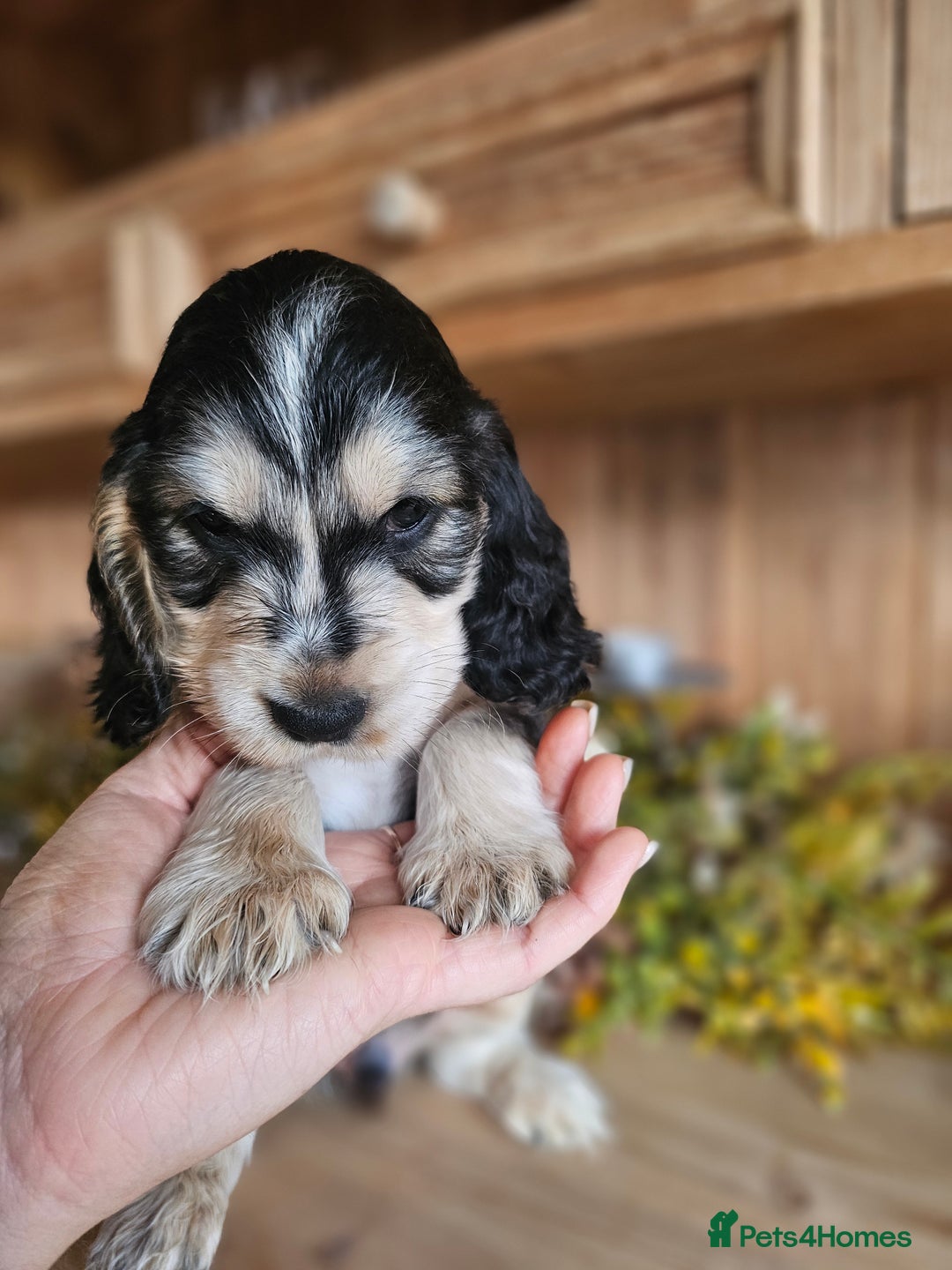 Cocker Spaniel dogs for sale: KC show cocker spaniel puppies - Image 15
