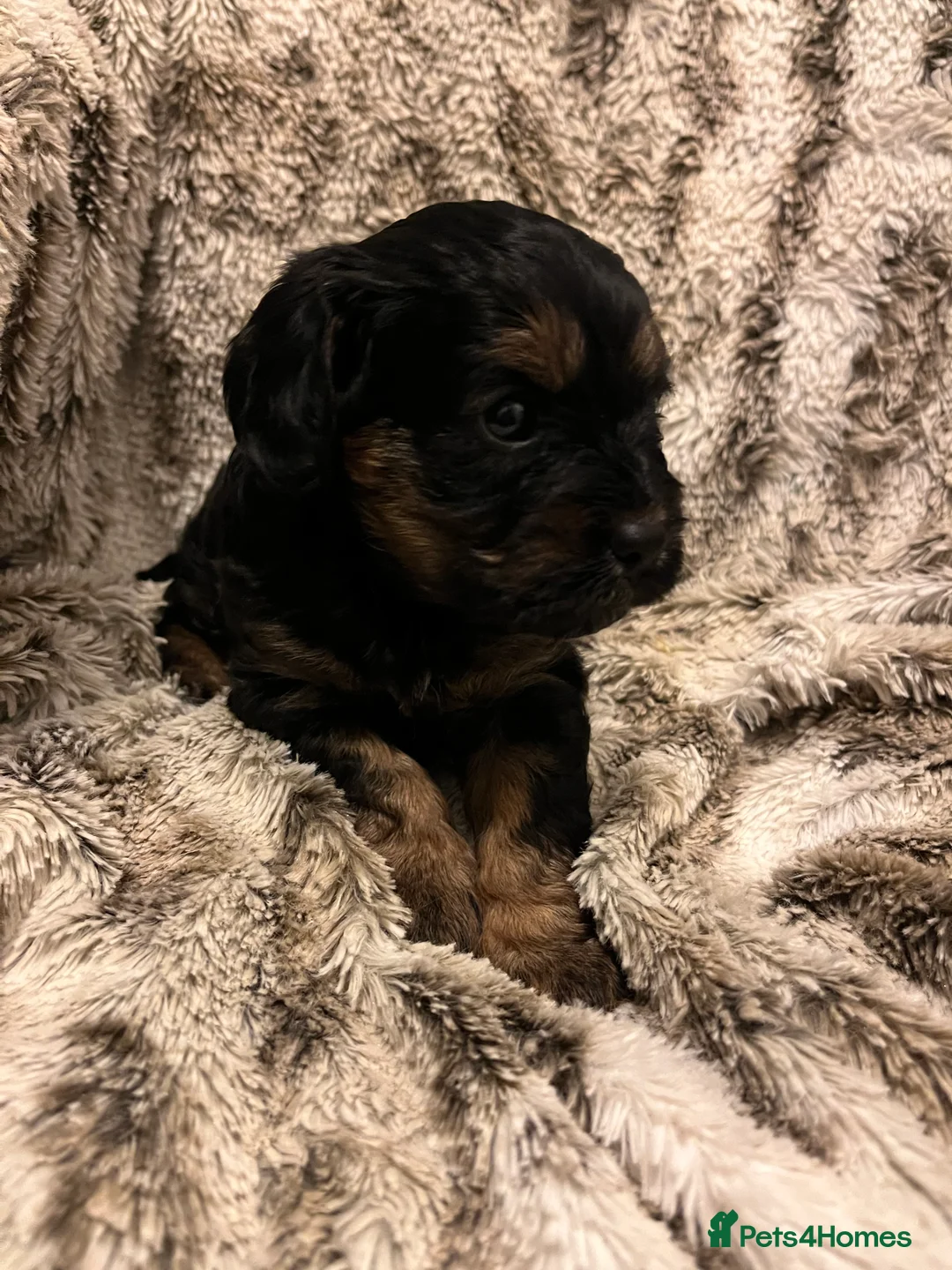 Cavapoo dogs for sale: Cavapoo puppies - Advert 10